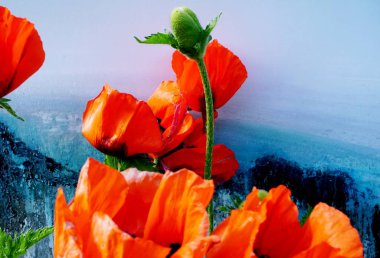 Kartpostallar ve tebrik kartları için benekli renkli arka plan üzerinde güzel bir kırmızı haşhaş yakın çekim         