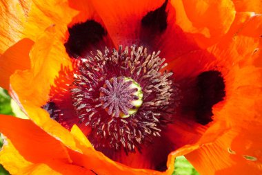 Güneşli bir yaz gününde bahçede kırmızı haşhaş çiçek Closeup                