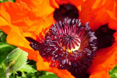 Güneşli bir yaz gününde bahçede kırmızı haşhaş çiçek Closeup                