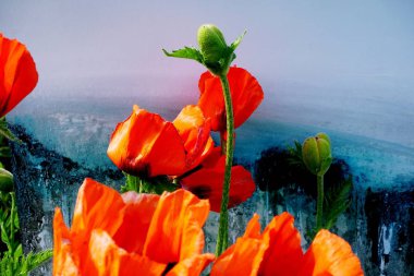 Kartpostallar ve tebrik kartları için benekli renkli arka plan üzerinde güzel bir kırmızı haşhaş yakın çekim         