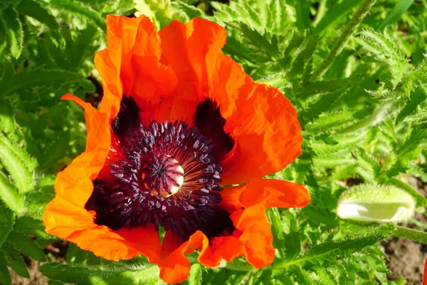 在阳光明媚的夏日 红罂粟在花园里绽放的特写镜头 — 图库照片