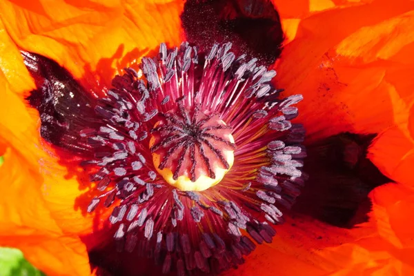 Güneşli Bir Yaz Gününde Bahçede Kırmızı Haşhaş Çiçek Closeup — Stok fotoğraf