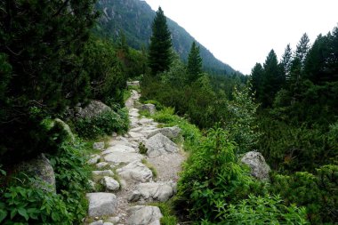  Yüksek Tatras orman yoluyla dağ taş izi. Ormandaki dağ yolu. Karpat ormanları ve dağları ile yolculuk                               