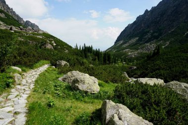  Yüksek Tatras orman yoluyla dağ taş izi. Ormandaki dağ yolu. Karpat ormanları ve dağları ile yolculuk                               