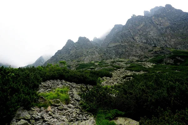 Trilha Pedra Montanha Através Floresta High Tatras Estrada Montanha Floresta — Fotografia de Stock