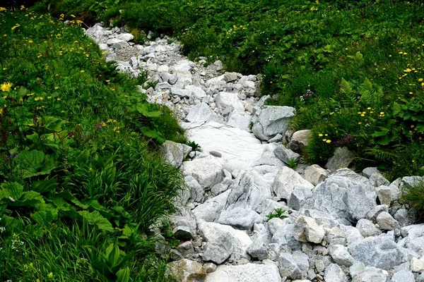 Bergsteinpfad Durch Wald Der Hohen Tatra Bergstraße Wald Reise Durch — Stockfoto