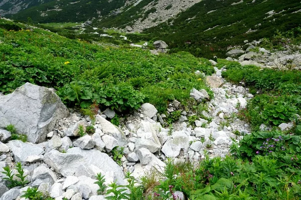 Гірські Кам Яні Стежки Через Ліс Високих Татр Гірські Дороги — стокове фото