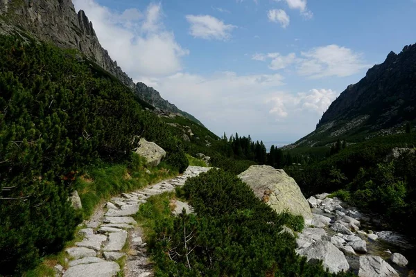 Sentier Pierre Montagne Travers Forêt Dans Les Hautes Tatras Route — Photo