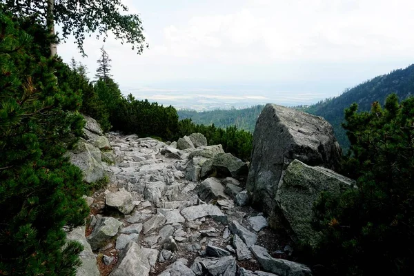 Bergsteinpfad Durch Wald Der Hohen Tatra Bergstraße Wald Reise Durch — Stockfoto