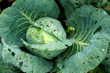 Ekolojik çiftliklerde yetişen taze yeşil lahana sebzesi