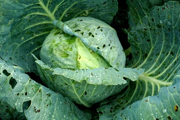 Fresh Green Cabbage Vegetable Growing Ecological Farms — Stock Photo, Image