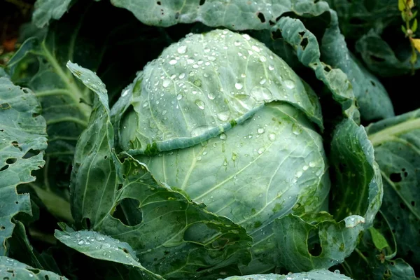 Fresh Green Cabbage Vegetable Growing Ecological Farms — Stock Photo, Image