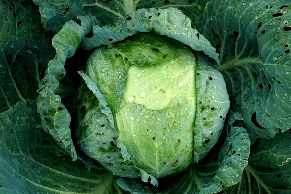 Fresh Green Cabbage Vegetable Growing Ecological Farms — Stock Photo, Image