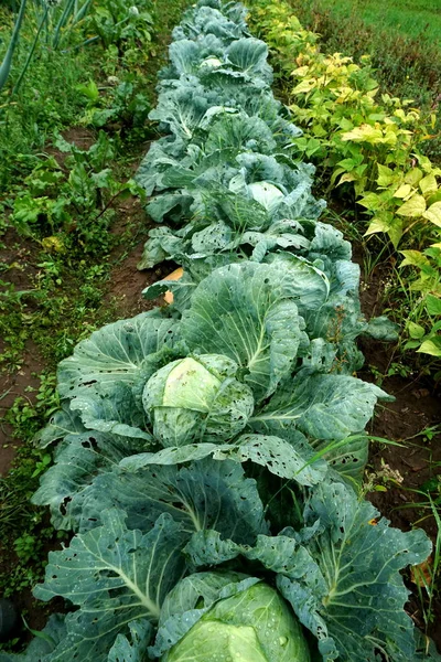 生態農場で栽培される新鮮な緑のキャベツ野菜 — ストック写真