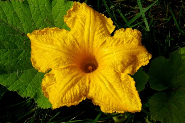 Hermosa Flor Calabaza Amarilla Granja Ecológica — Foto de Stock