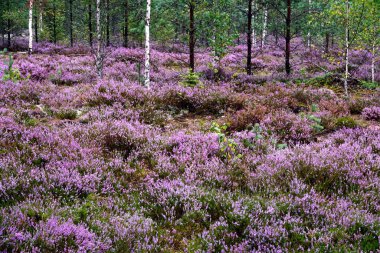 Güzel mor Heather Calluna vulgaris çalı sonbahar ormanda büyüyen                       