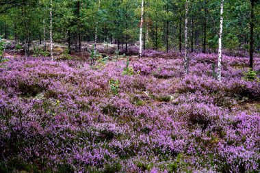 Güzel mor Heather Calluna vulgaris çalı sonbahar ormanda büyüyen                       