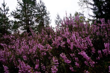 Güzel mor Heather Calluna vulgaris çalı sonbahar ormanda büyüyen                       