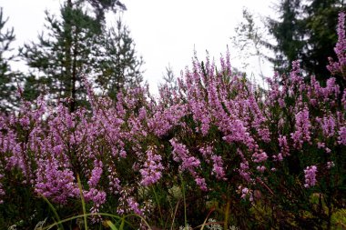 Güzel mor Heather Calluna vulgaris çalı sonbahar ormanda büyüyen                       