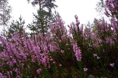 Güzel mor Heather Calluna vulgaris çalı sonbahar ormanda büyüyen                       