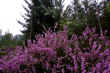 Güzel mor Heather Calluna vulgaris çalı sonbahar ormanda büyüyen                       