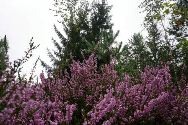 Güzel mor Heather Calluna vulgaris çalı sonbahar ormanda büyüyen                       