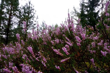 Güzel mor Heather Calluna vulgaris çalı sonbahar ormanda büyüyen                       