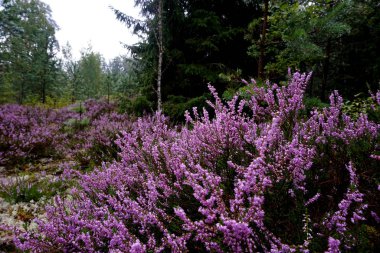Güzel mor Heather Calluna vulgaris çalı sonbahar ormanda büyüyen                       