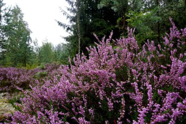 Güzel mor Heather Calluna vulgaris çalı sonbahar ormanda büyüyen                       
