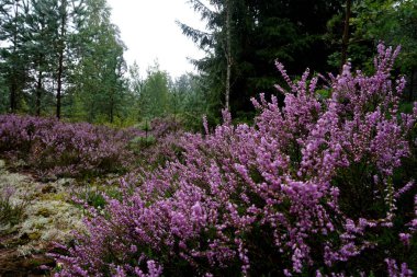 Güzel mor Heather Calluna vulgaris çalı sonbahar ormanda büyüyen                       