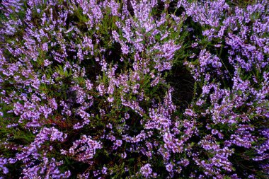 Güzel mor Heather Calluna vulgaris çalı sonbahar ormanda büyüyen