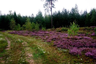 Güzel mor Heather Calluna vulgaris çalı sonbahar ormanda büyüyen