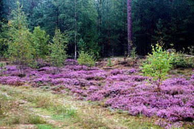 Güzel mor Heather Calluna vulgaris çalı sonbahar ormanda büyüyen