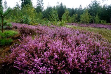 Güzel mor Heather Calluna vulgaris çalı sonbahar ormanda büyüyen