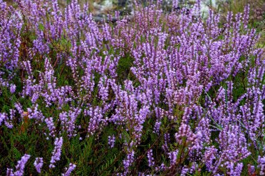 Güzel mor Heather Calluna vulgaris çalı sonbahar ormanda büyüyen