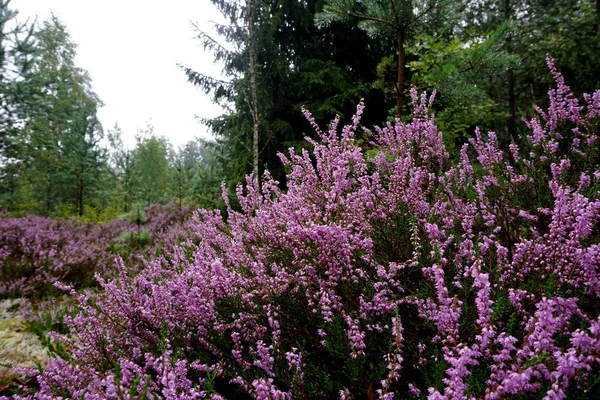 Bella Viola Heather Calluna Vulgaris Cespuglio Che Cresce Nella Foresta — Foto Stock