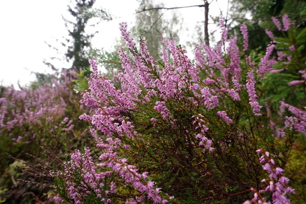 Güzel mor Heather Calluna vulgaris çalı sonbahar ormanda büyüyen                       