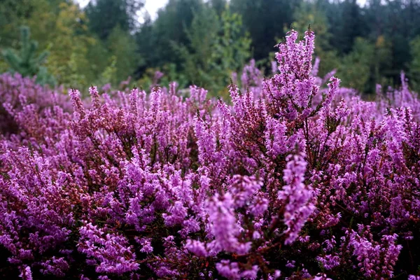 Güzel mor Heather Calluna vulgaris çalı sonbahar ormanda büyüyen