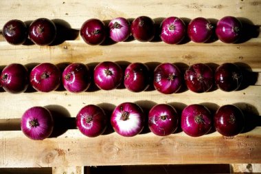 Kırmızı çiğ organik soğan bahçeden hasat ve ahşap tahtalar üzerinde kurutma. Soğanlar boyutlandırılır.                          