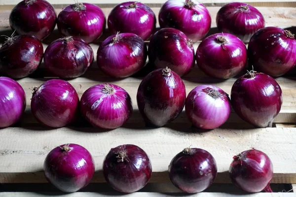 Oignons Biologiques Crus Rouges Récoltés Dans Jardin Séchés Sur Des — Photo