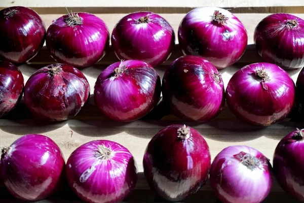 Bawang Organik Mentah Merah Yang Dipanen Dari Kebun Dan Dikeringkan — Stok Foto