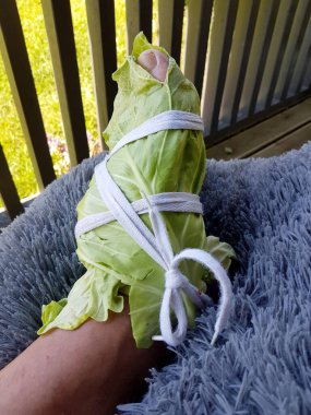 Beyaz lahana yapraklarıyla sarılı bacaklar. Lahana Yaprakları Hastalıkları Vücudumuzdan Çıkarabilir. Ağrı kesici olarak lahanaya sarılmış bacak.