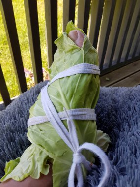 Beyaz lahana yapraklarıyla sarılı bacaklar. Lahana Yaprakları Hastalıkları Vücudumuzdan Çıkarabilir. Ağrı kesici olarak lahanaya sarılmış bacak.