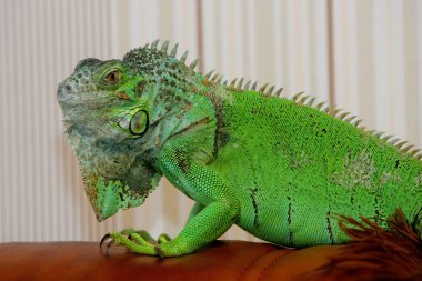 Evcil hayvan olarak yeşil iguana, yakın plan.