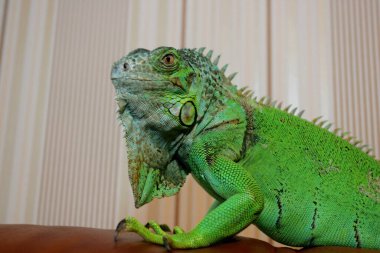 Yeşil İguana 'da insan eli, yakın plan.