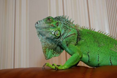 Yeşil İguana 'da insan eli, yakın plan.