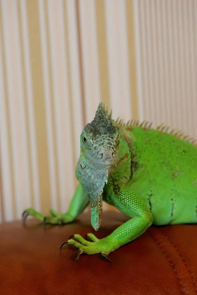 Human Hand Green Iguana Close — Stock fotografie