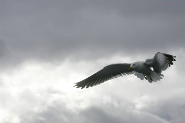 Gökyüzünde uçan güzel martılar, bulutlu gri gökyüzü, yağmurlu bir gün.