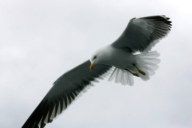 Gökyüzünde uçan güzel martılar, bulutlu gri gökyüzü, yağmurlu bir gün.