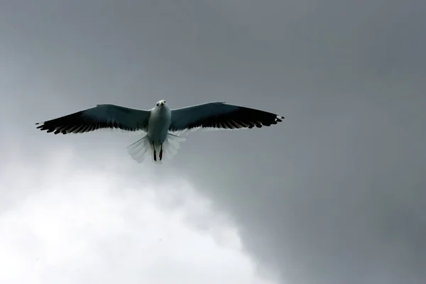 Beautiful Seagulls flying in the sky, gray sky with clouds, rainy day